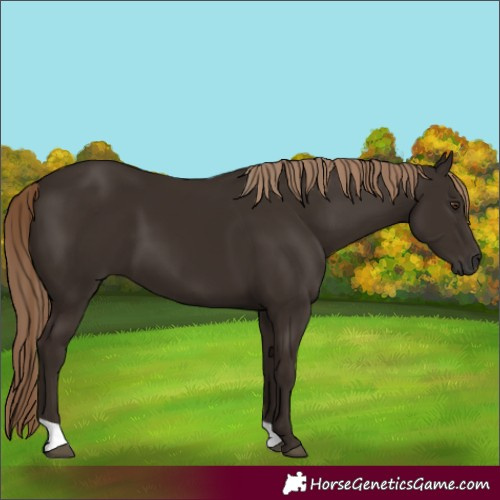 Horse Color:Liver Chestnut 