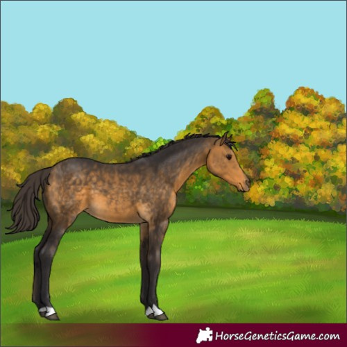 Horse Color:Buckskin 