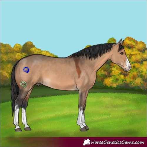 Horse Color:White Spotted Brown Dun