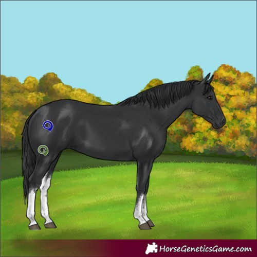 Horse Color:White Spotted Black 