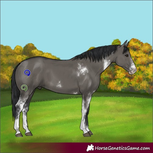 Horse Color:Grullo Sabino 
