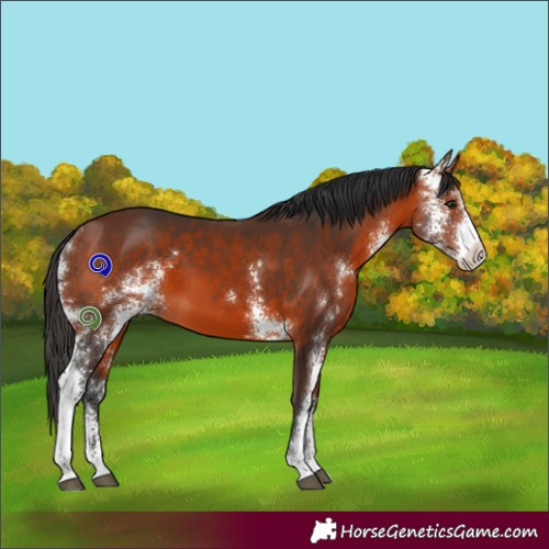 Horse Color:Bay Sabino