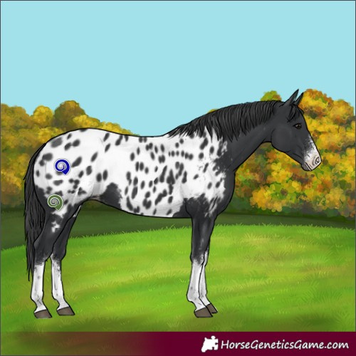 Horse Color:White Spotted Black Appaloosa