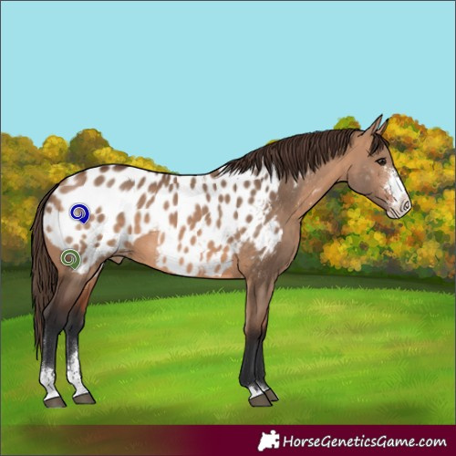 Horse Color:Bay Dun Sabino Appaloosa 