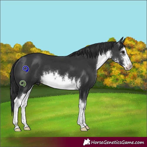 Horse Color:White Spotted Black 