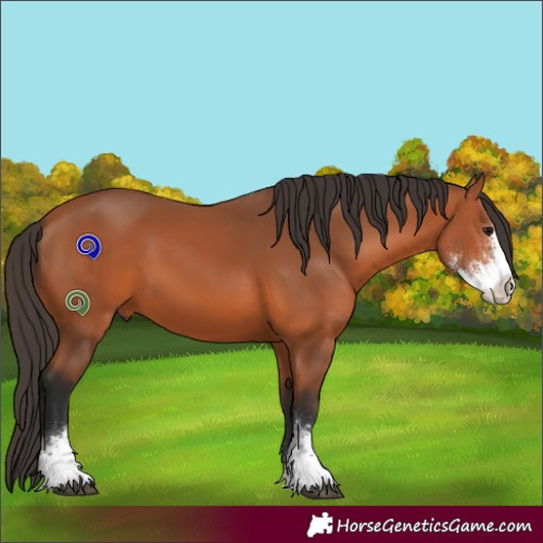 Horse Color:Bay Sabino 