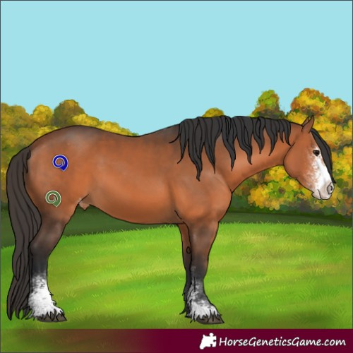 Horse Color:Bay Sabino Appaloosa 