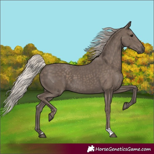 Horse Color:Silver Black 