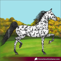 Horse Color:Black Near Leopard 