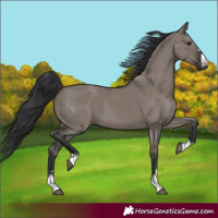 Horse Color:Grullo 