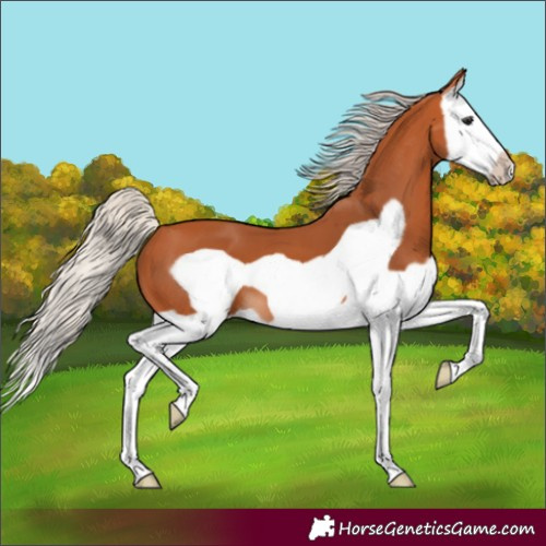 Horse Color:Silver Bay Splash Frame 
