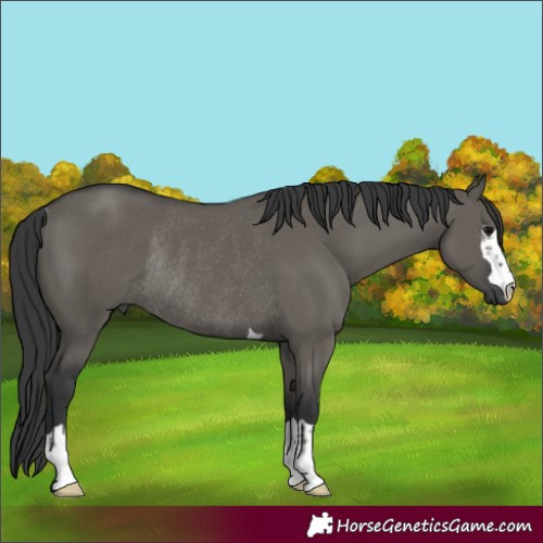 Horse Color:Grullo Rabicano 