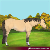 Horse Color:Buckskin 