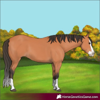 Horse Color:Bay Splash