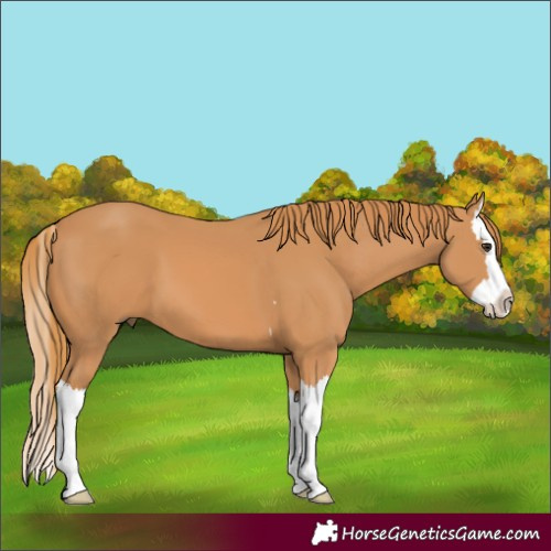 Horse Color:Chestnut Splash 