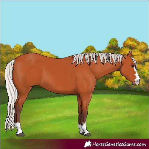 Horse Color:Silver Bay