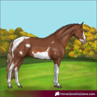 Horse Color:Chestnut Tobiano Frame 