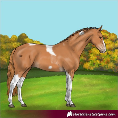 Horse Color:Chestnut Tobiano Frame