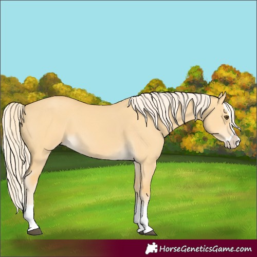 Horse Color:Palomino Dun Splash 
