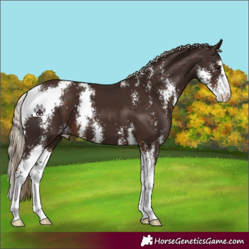 Horse Color:Liver Chestnut Sabino 
