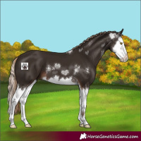 Horse Color:Liver Chestnut Sabino Splash