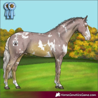 Horse Color:Watercolor White Spotted Chestnut Mushroom Sabino Varnish 