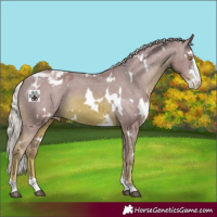 Horse Color:Watercolor White Spotted Chestnut Mushroom Sabino Appaloosa 