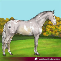 Horse Color:Watercolor White Spotted Chestnut Mushroom Sabino Appaloosa 