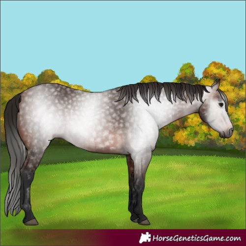 Horse Color:Gray Bay