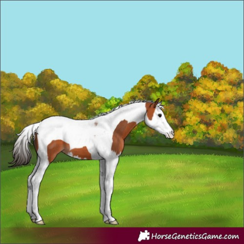 Horse Color:Bay Splash Tobiano