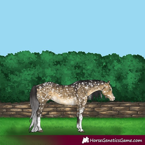 Horse Color:White Spotted Buckskin Dun Splash Tobiano Appaloosa Brindle 