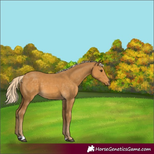 Horse Color:Palomino