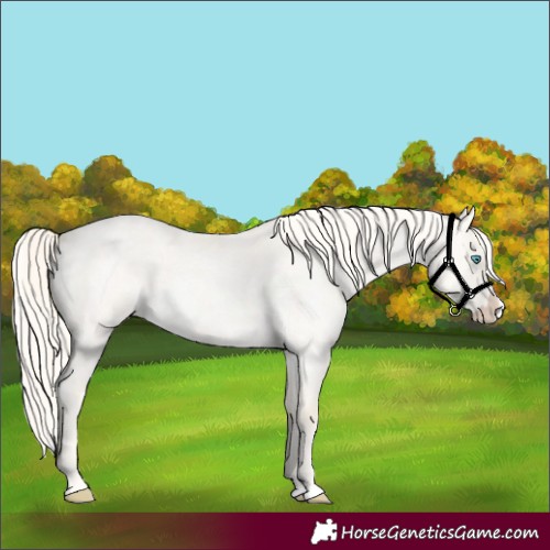 Horse Color:Cremello Roan Dun Splash