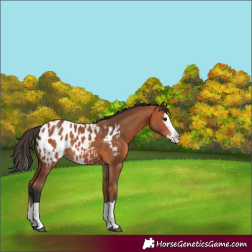Horse Color:Bay Splash Appaloosa 