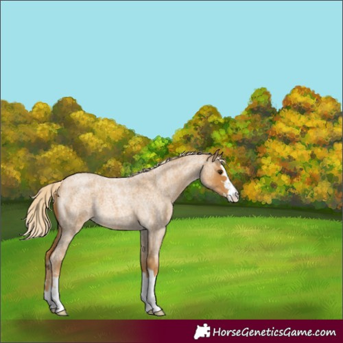 Horse Color:Palomino Roan