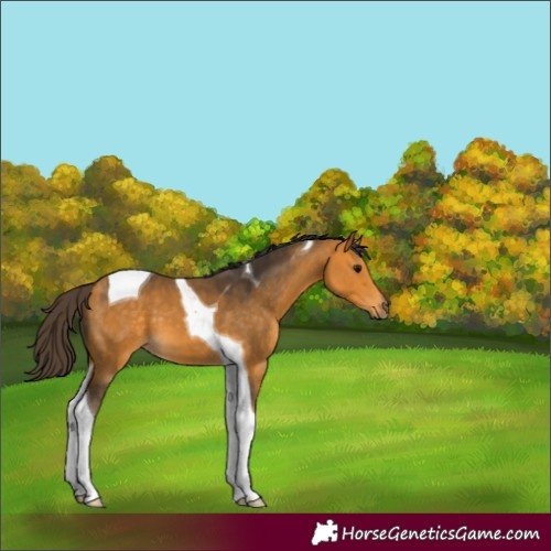 Horse Color:Buckskin Tobiano 