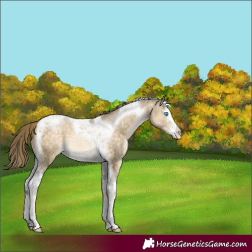 Horse Color:Buckskin Pearl Splash Tobiano Appaloosa