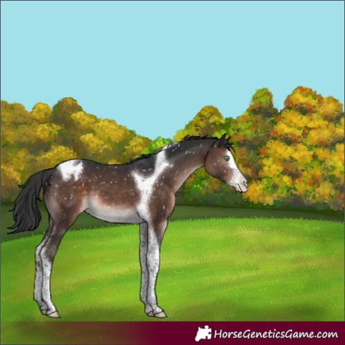 Horse Color:Brown Mushroom Splash Tobiano Appaloosa 