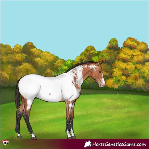 Horse Color:Bay Appaloosa 