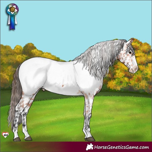 Horse Color:Bay Appaloosa 