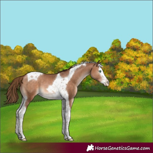 Horse Color:Brown Pearl Splash Tobiano