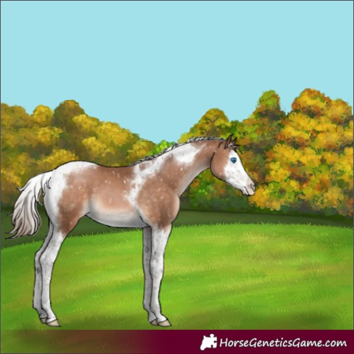 Horse Color:Brown Pearl Splash Tobiano Appaloosa 