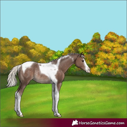 Horse Color:White Spotted Silver Black Tobiano Rabicano 