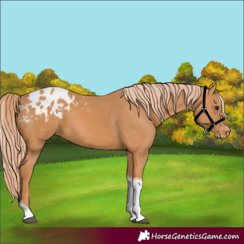 Horse Color:Chestnut Tobiano Appaloosa 