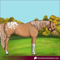 Horse Color:Chestnut Tobiano Appaloosa 