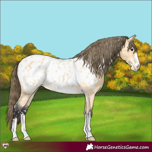 Horse Color:Buckskin Appaloosa