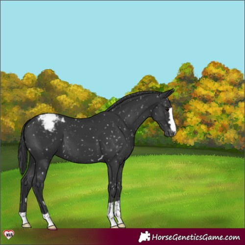 Horse Color:Black Appaloosa 