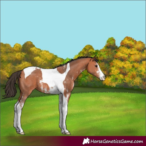 Horse Color:Bay Sabino Tobiano