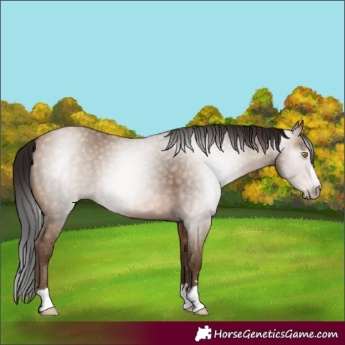 Horse Color:Gray Amber Champagne 
