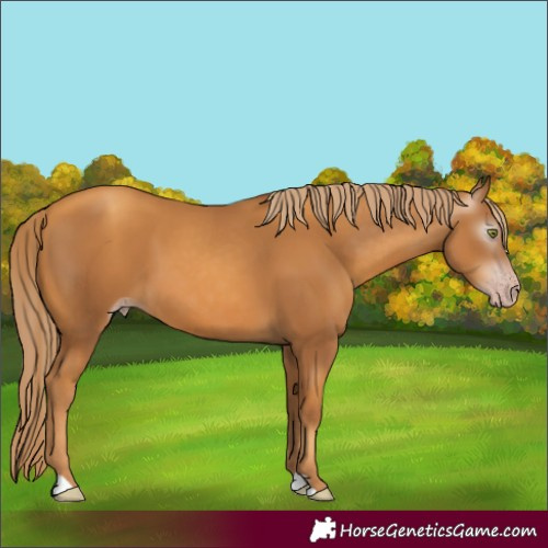 Horse Color:Gray Gold Champagne 